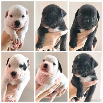 Stafordšírsky bulteriér / Stafbull s PP