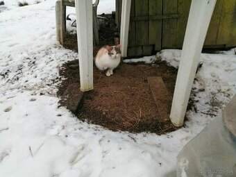 darujem polročnú mačičku