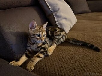 Bengalsky kocurik