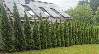 Tuja smaragd výška 300 cm - 10 ks