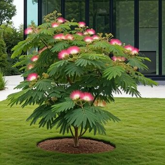 80-90 cm / 15 €, 120cm / 20€. Albizia Julibrissin