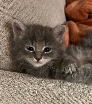Ragdoll mačiatka