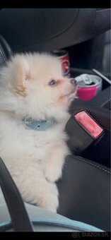 Čistokrvného mini pomeraniana