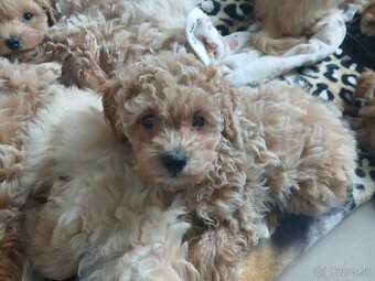 Maltipoo
