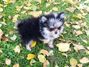 Pomeranian pomerian