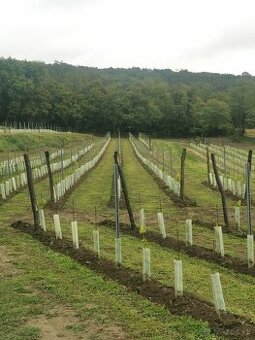 Vinohrady praca po celý rok