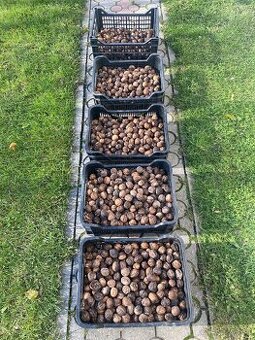 Vlašské orechy nelúpané - CENA DOHODOU (mám 17kg)