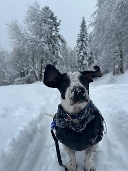 Jazvečík Merle - 1