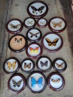 Zbierka motýľov zo sveta 15 ks