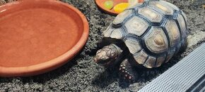 Predám suchozemskú korytnačku ( korytnačka uhoľná )