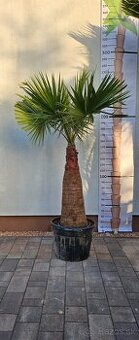 Palma 8 Washingtonia Filibusta