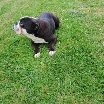 Anglický buldog
