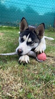 Sibírsky Husky