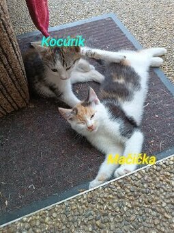 Predám mačiatká