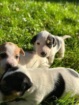 Jack Russel teriér