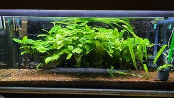 Akvarijne rastliny anubias