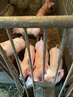 Predám odstavčatá