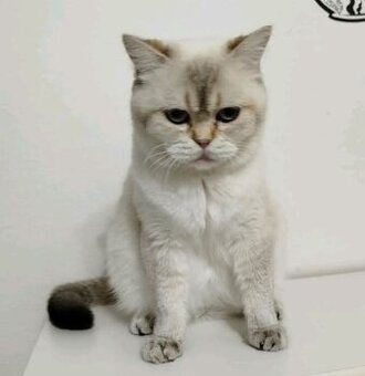 Britská colorpoint mačička s PP