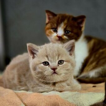 Britská kratkosrsta britské mačiatka Brit