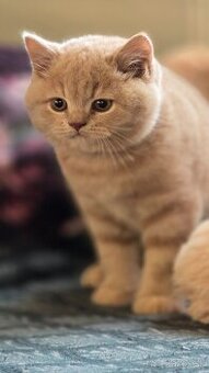 Britská kratkosrsta britské mačiatka Brit