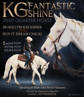 Pripúšťanie cremello Quarter Horse žrebcom - EARLY BOOKING