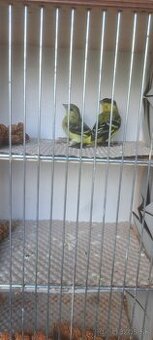 Predám Čižíkov Yarrellii