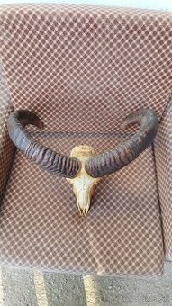 Predám trofej muflona parožie zhody trofeje