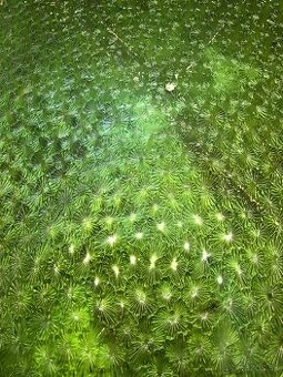 2ks Retro Zelené tabule/sklo s paternom