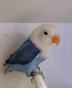 Prodám agapornise. - 1