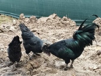 Ayam cemani nv