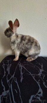 Zakrslé Králiky Mini Rex 3× + Výbava - 1