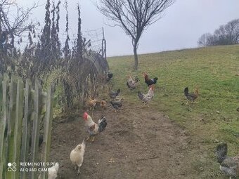 Predám kohúty Marans,Vlaska jarabicia ,cream legbar