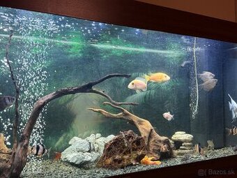 Predám akvarium Juwel RIO 240