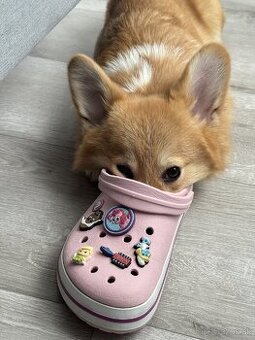 Predáva sa šteniatko corgi — fenka, 5 mesiacov