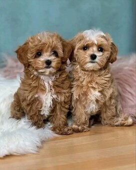 Maltipoo štěňátka