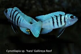Cynotilapia sp."hara" gallireya reef