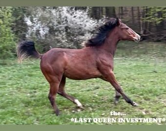 AMERICAN PAINT HORSE
