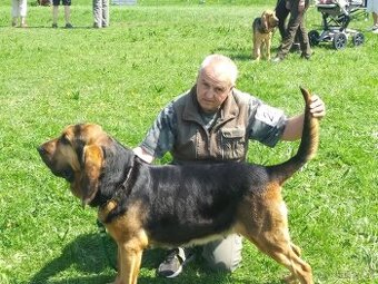 Bloodhound