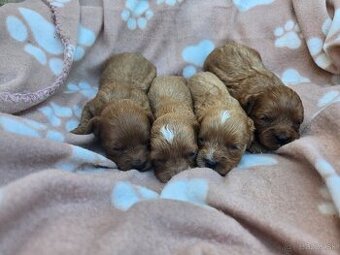 Cavapoo