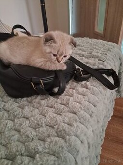 Predam kocurika skotsky klapouch