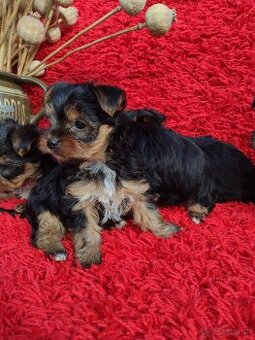 Yorkshirsky teriér, Yorkshire terrier,York,Yorkšír,