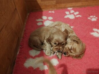 Anglický kokeršpaniel s PP