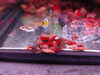 Krevetky Bloody mary