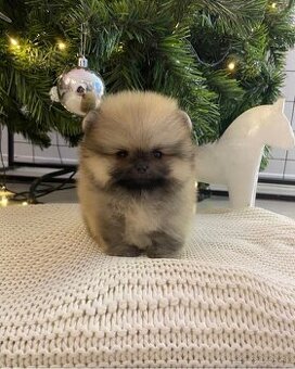Pomeranian mini DeLuxe