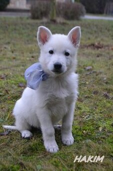 Biely švajčiarsky ovčiak , s PP - 1