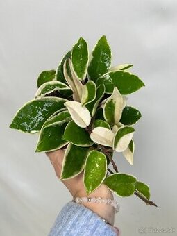 Hoya carnosa Krimson Queen