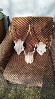 Predám jelenie trofeje.parozie zhody trofeje