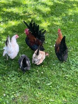 Chovný kmeň-Ayam serama