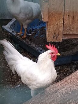 Predám kohútov leghorn - 1
