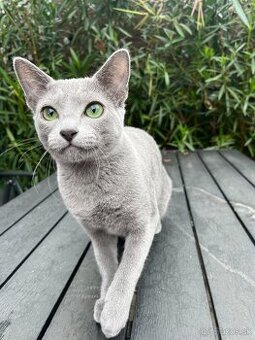 Ruská modrá mačka